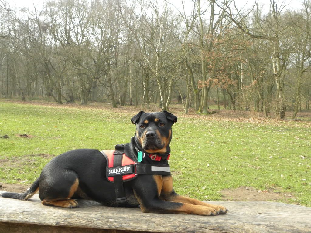 Julius top k9 rottweiler