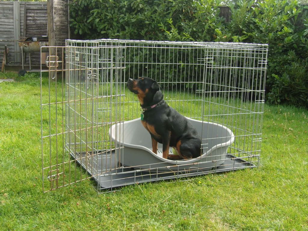 XL / Giant Savic Dog Crate Bedfordshire UK Pet Forums Forum