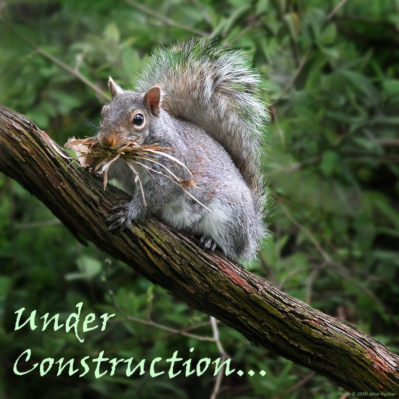 Under Construction... (Busy Squirrel)