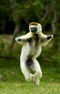 Why are lemurs endangered?