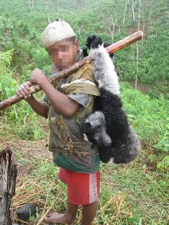 Are Lemurs Endangered