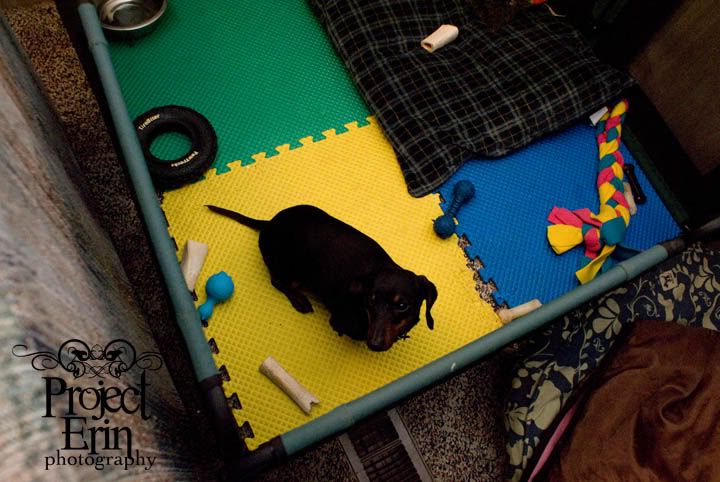 Day 37 - Texas is jealous of Robs new toys and wanted to get in the play pen