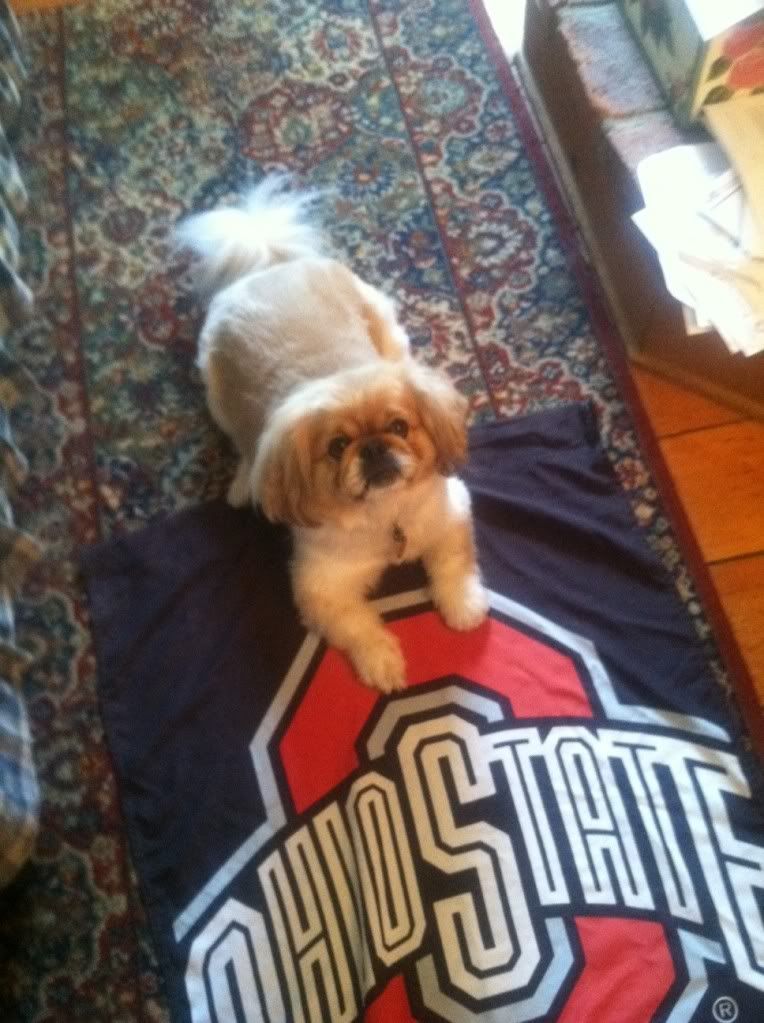 KILLER BUCKEYE PEKE photo photo.jpg