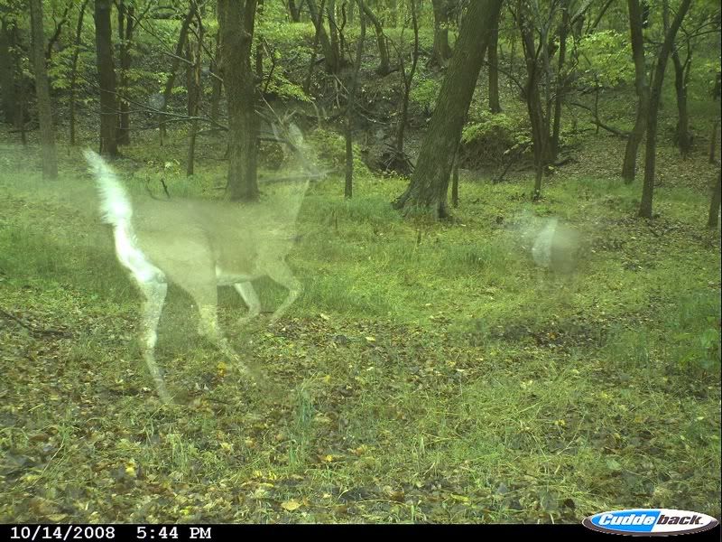 ghost_deer.jpg