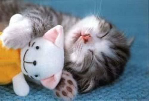 cute cat photo: cute sleepy cat cute-cat.jpg