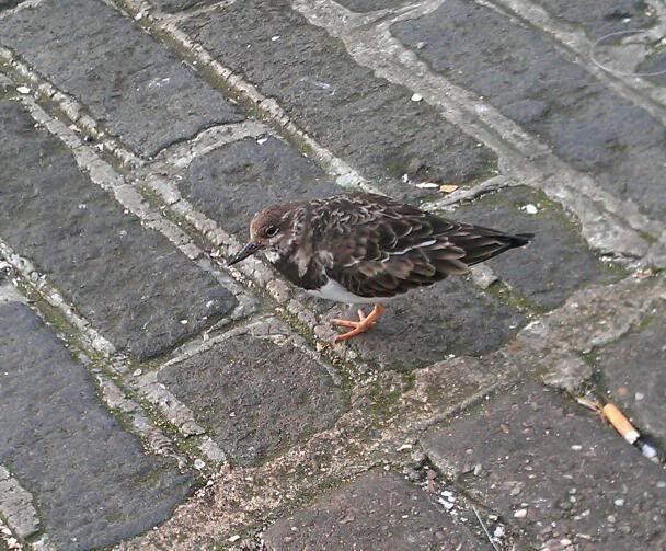 birdy.jpg