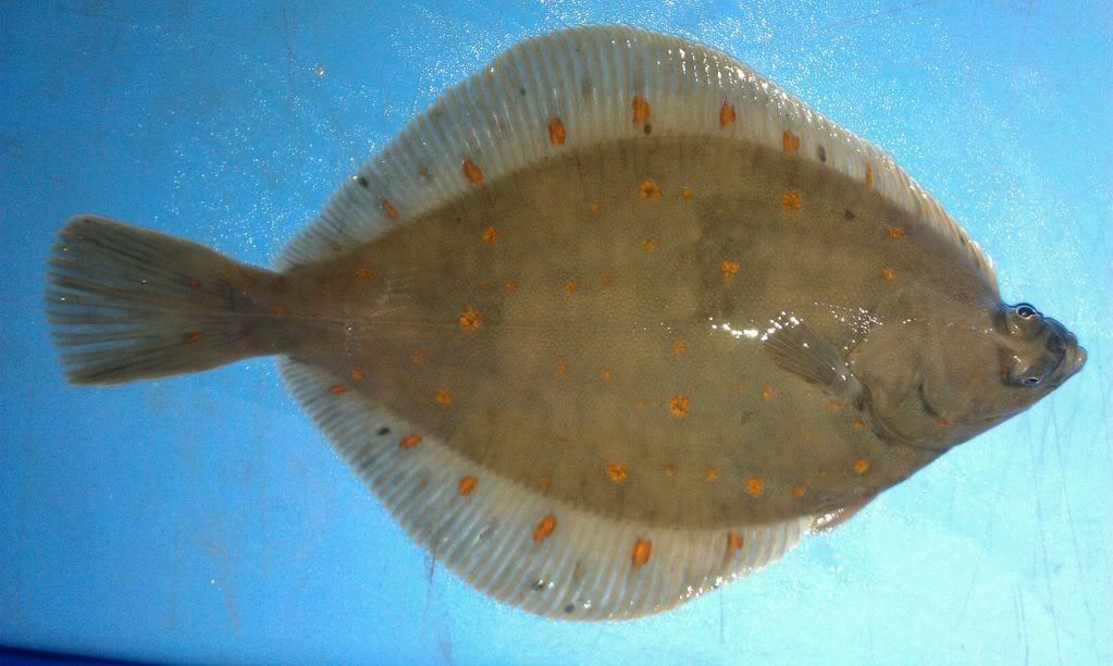 plaice.jpg