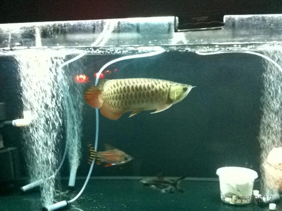 black tank treatment arowana