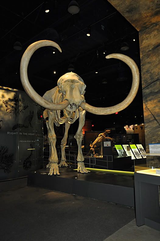 Museum mammoth