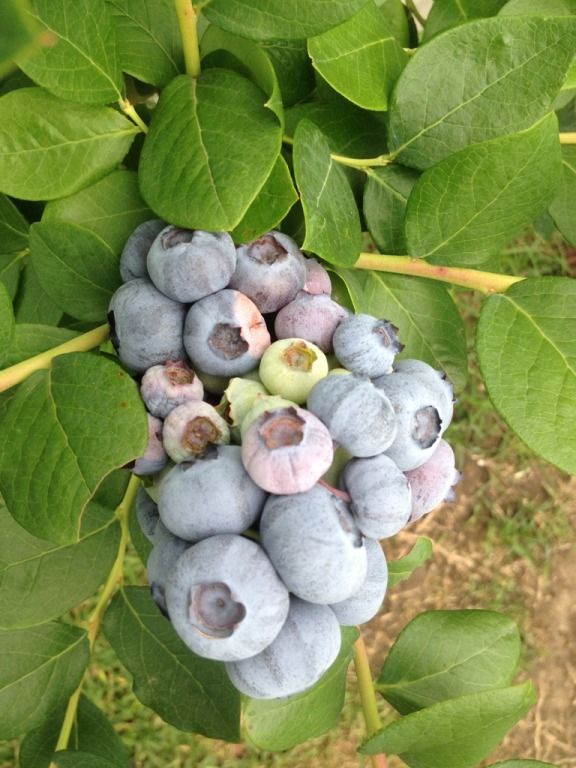  photo 141CDECE-D0C6-42DE-BA58-2B785FEB7663-250-00000057A5A1B3C0_zps2edeabff.jpg