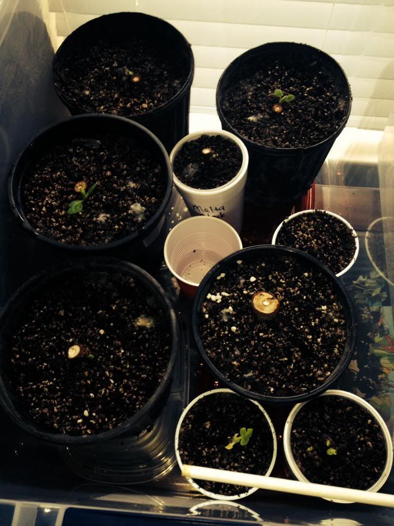  photo image_zps01064c1e.jpg