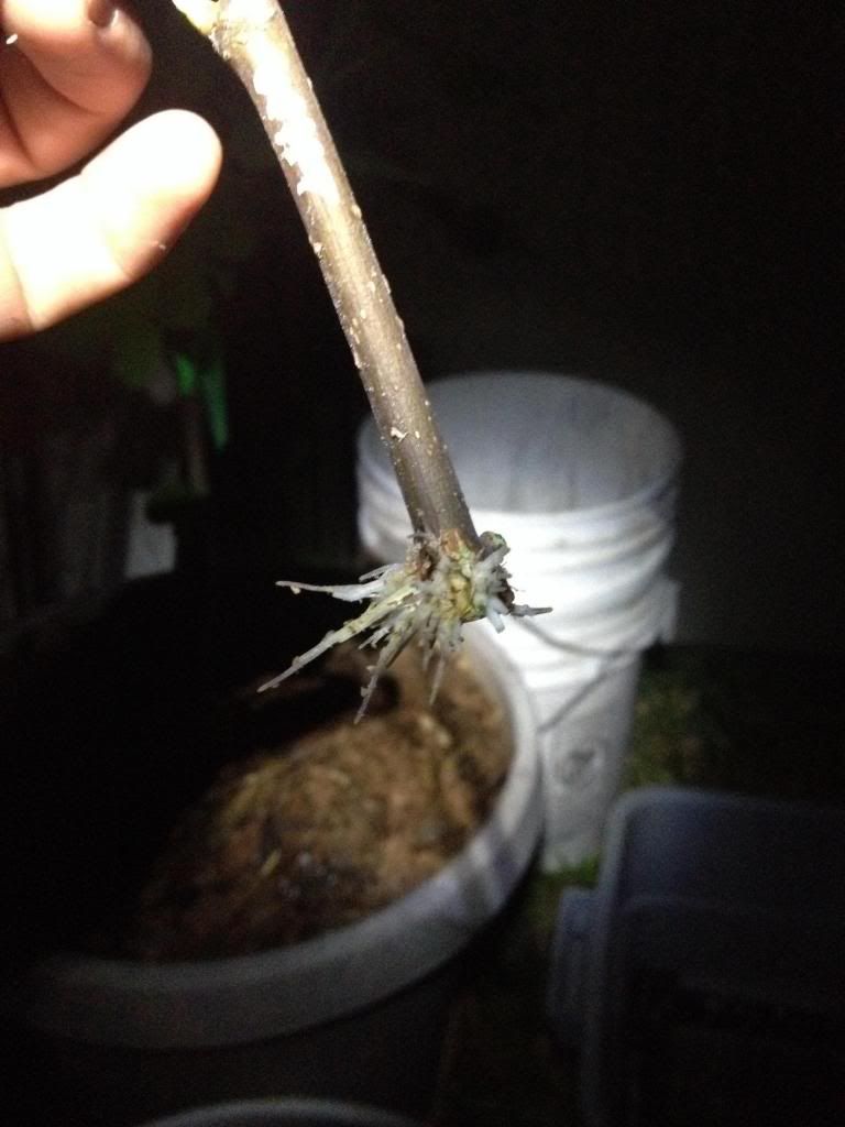  photo image_zps0748c87e.jpg