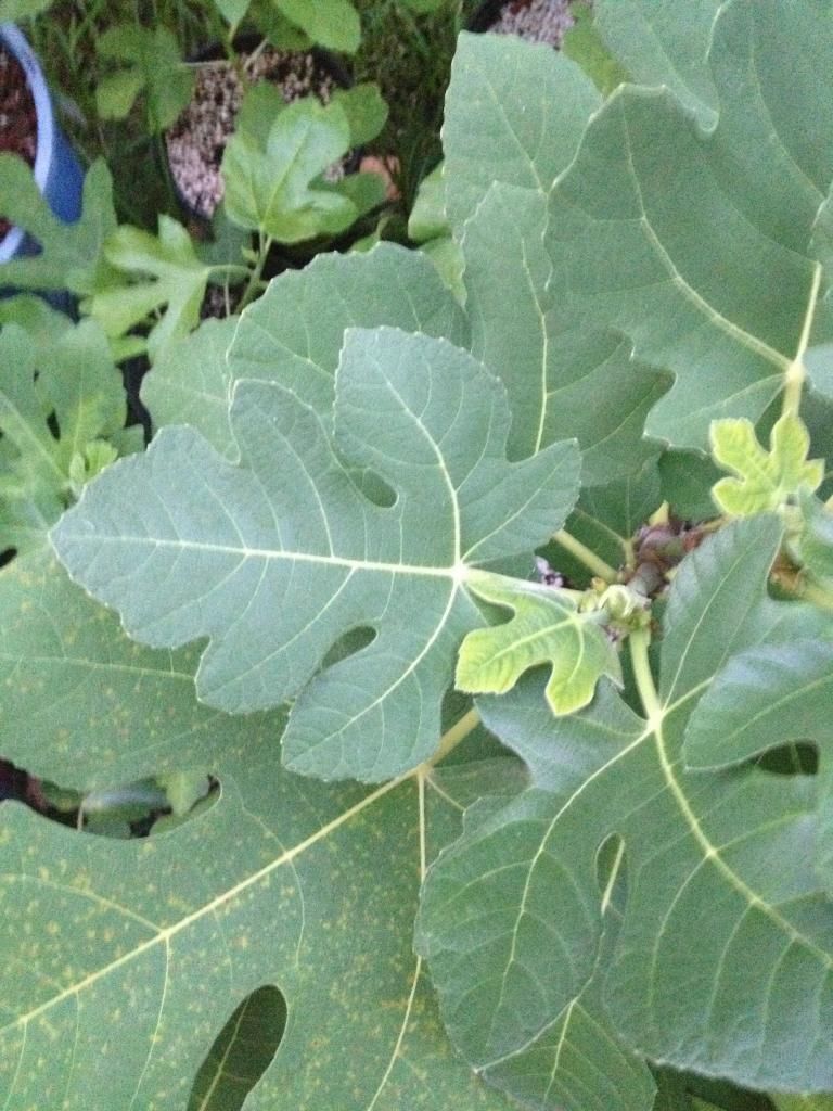  photo image_zps14796bab.jpg