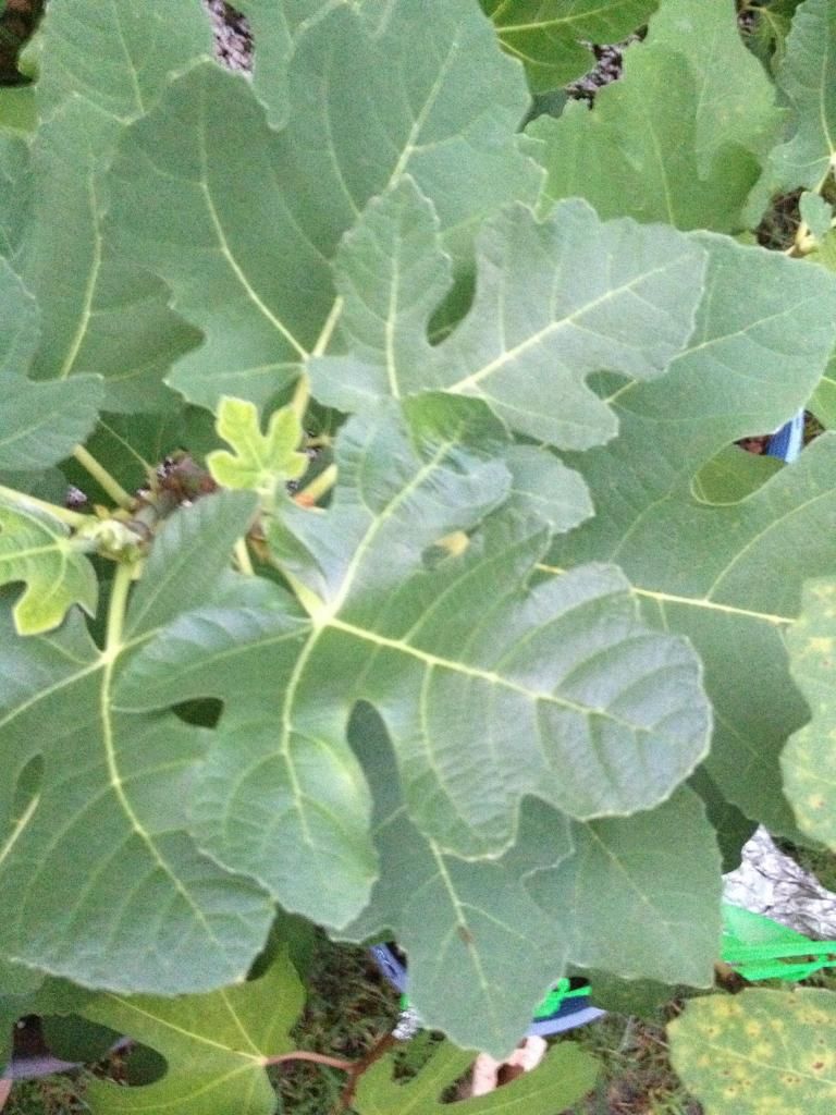  photo image_zps20db7020.jpg