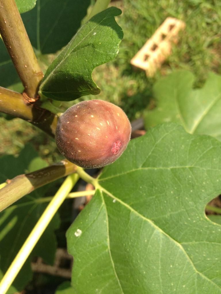  photo image_zps3b8bbfd2.jpg