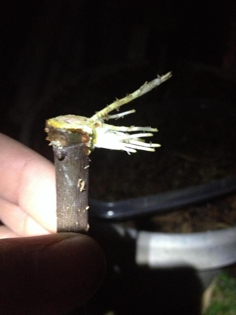  photo image_zps4e34556e.jpg