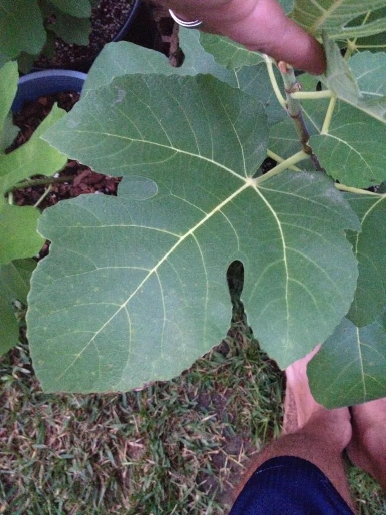  photo image_zps781f7f15.jpg