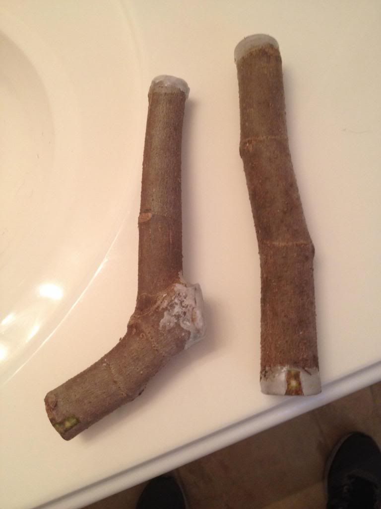  photo image_zps8667d65c.jpg