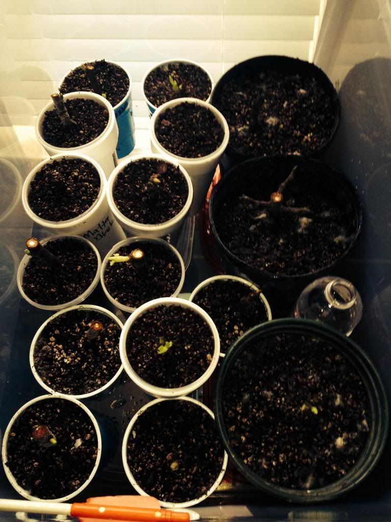  photo image_zps961ad15b.jpg