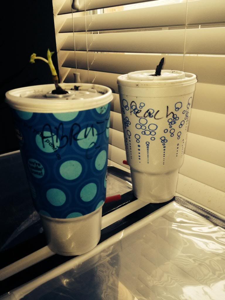  photo image_zps9dcd48e9.jpg