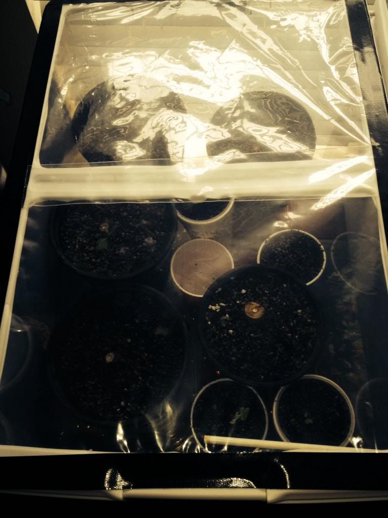  photo image_zpsa485a05e.jpg