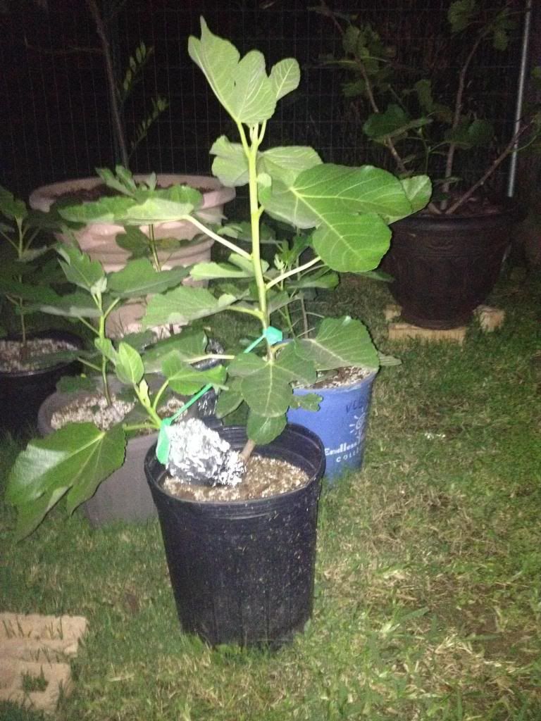  photo image_zpsafbd995e.jpg