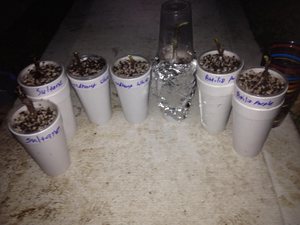  photo image_zpsb045bb89.jpg