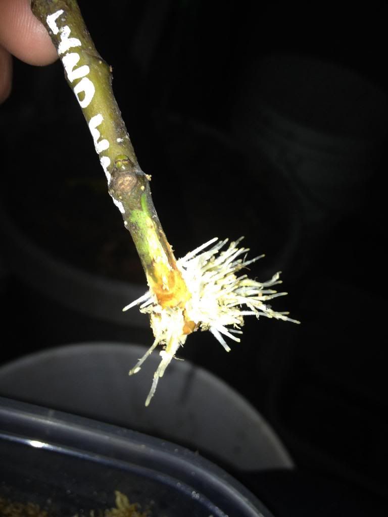  photo image_zpsbb29dc68.jpg