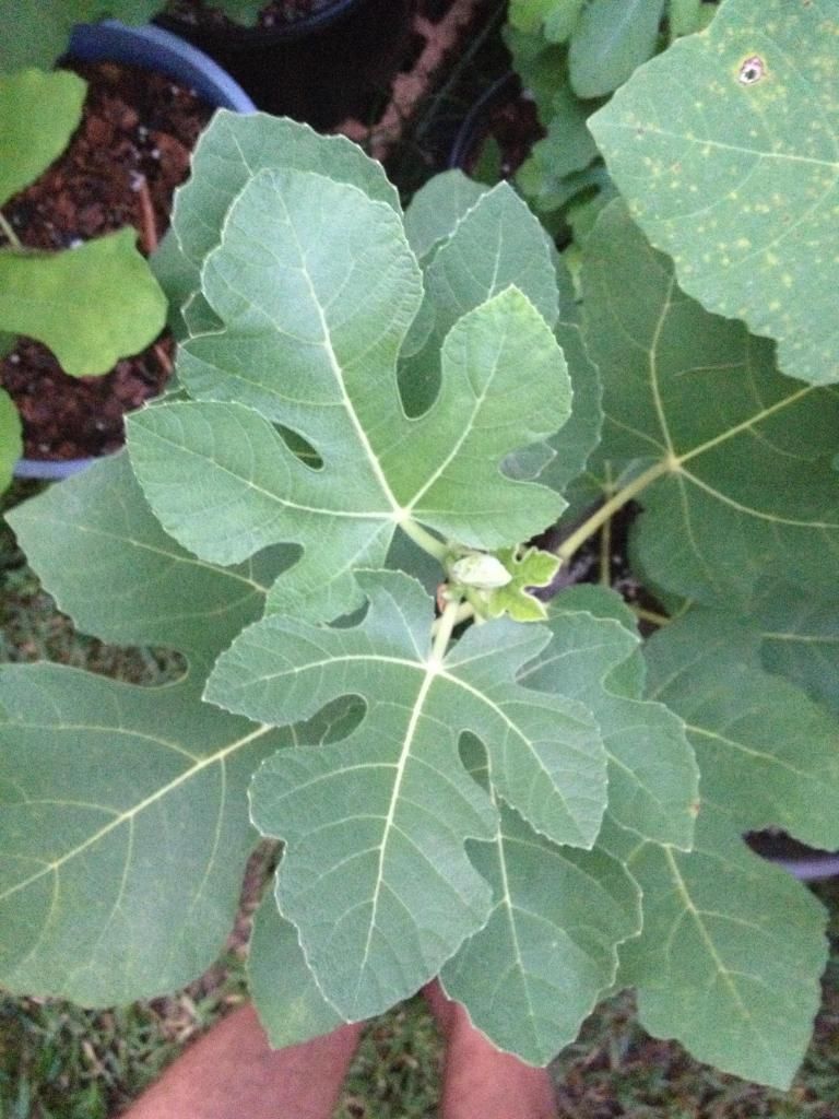  photo image_zpsbddadb60.jpg