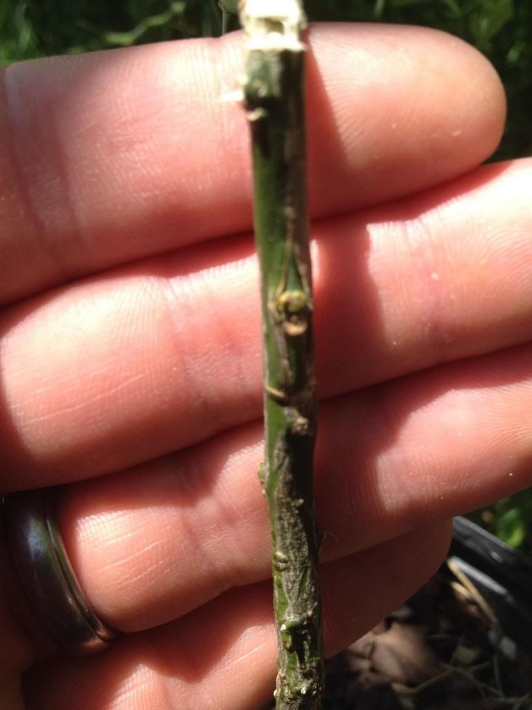  photo image_zpsd504cca1.jpg