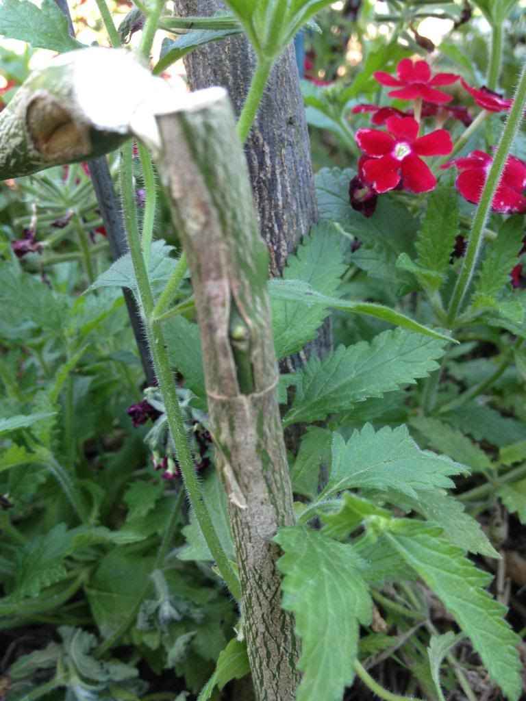  photo image_zpsdb21cc3b.jpg