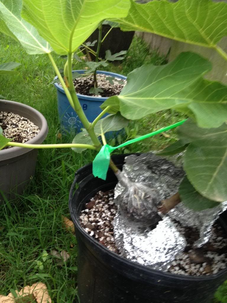  photo image_zpseb28d56c.jpg