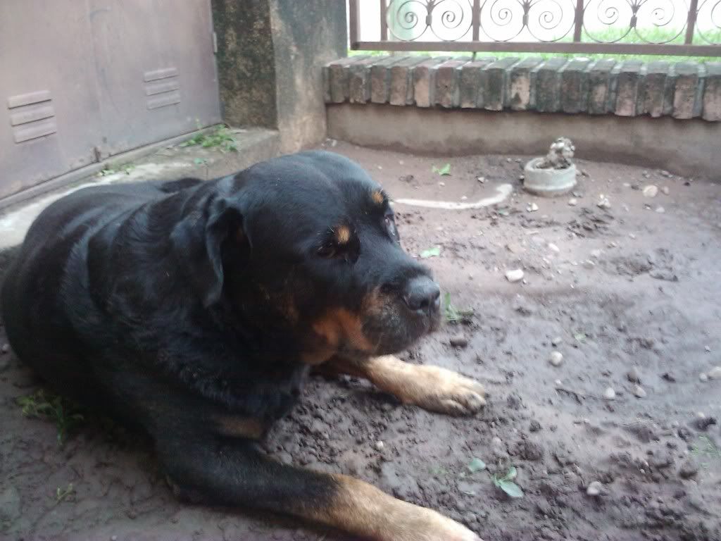 Las mascotas de mi vida Las mascotas de mi vida