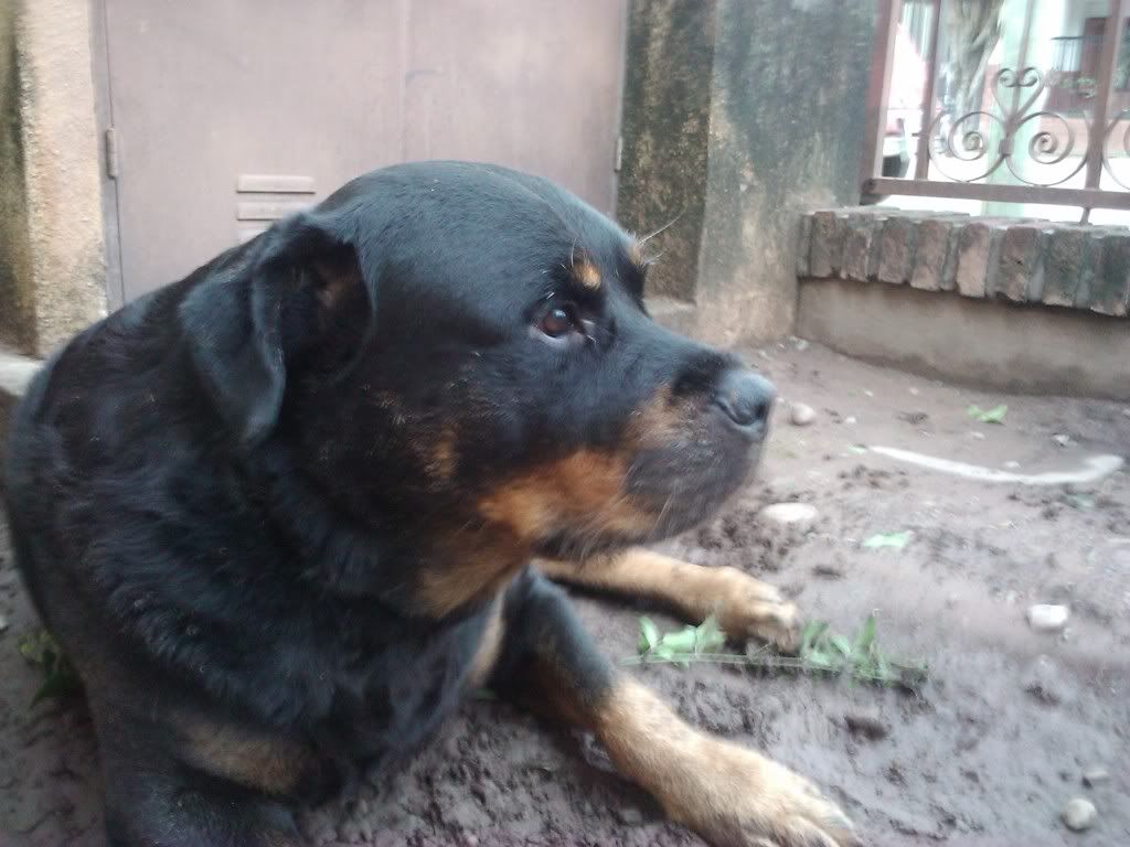 Las mascotas de mi vida Las mascotas de mi vida