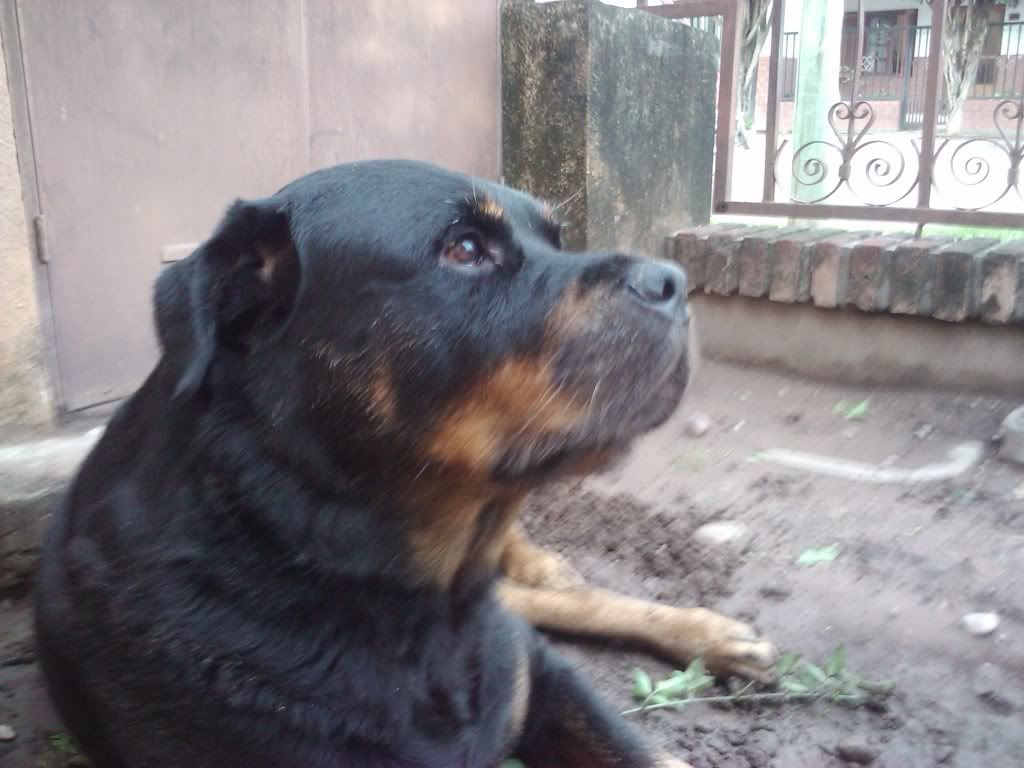 Las mascotas de mi vida Las mascotas de mi vida