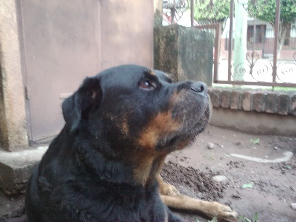 Las mascotas de mi vida Las mascotas de mi vida