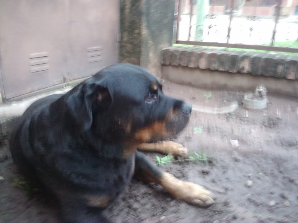 Las mascotas de mi vida Las mascotas de mi vida