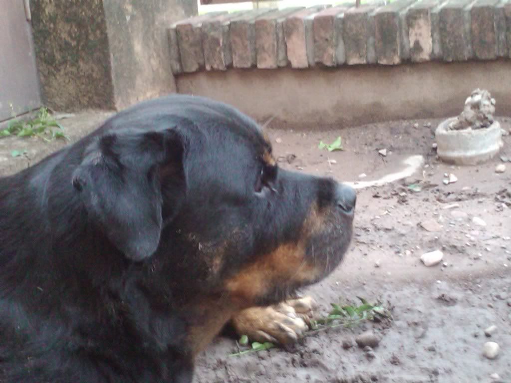 Las mascotas de mi vida Las mascotas de mi vida