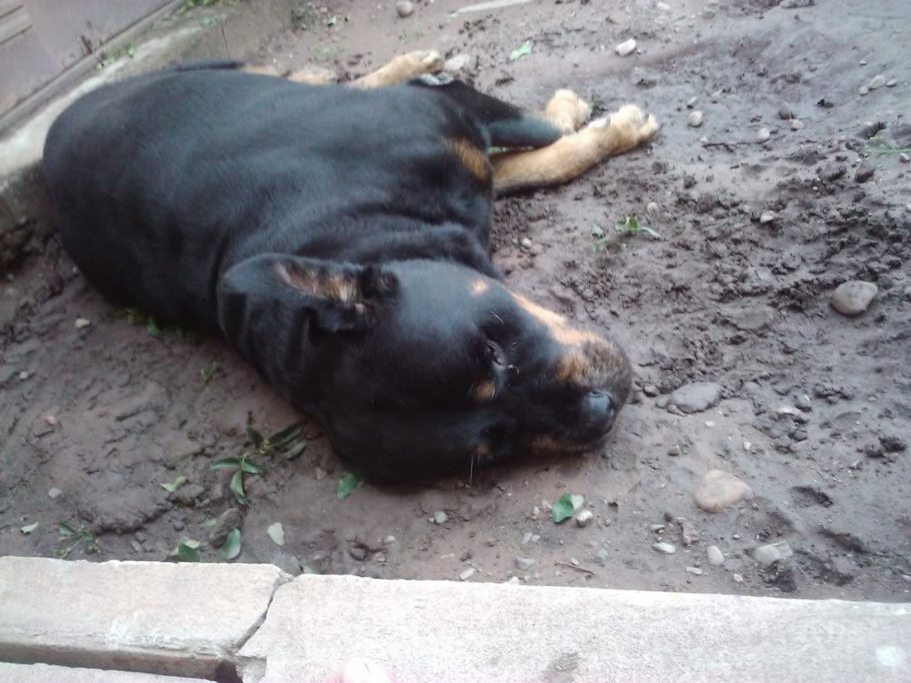 Las mascotas de mi vida Las mascotas de mi vida