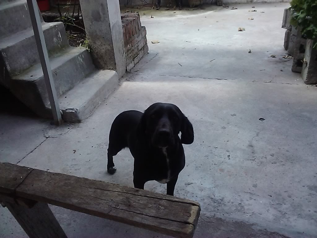 Las mascotas de mi vida Las mascotas de mi vida