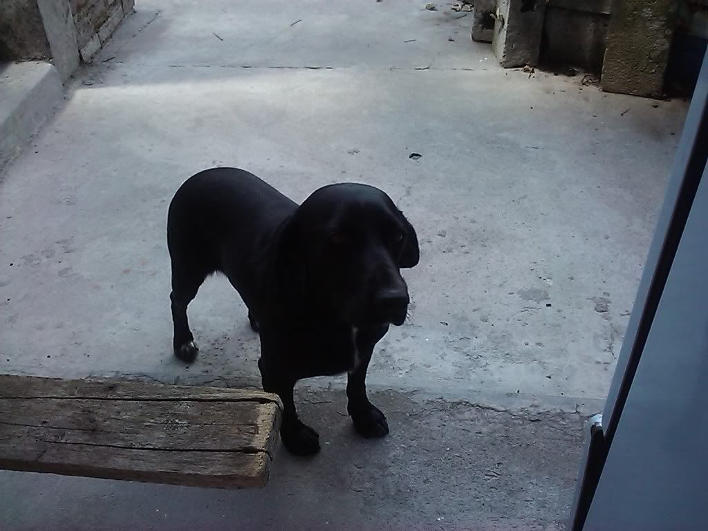 Las mascotas de mi vida Las mascotas de mi vida