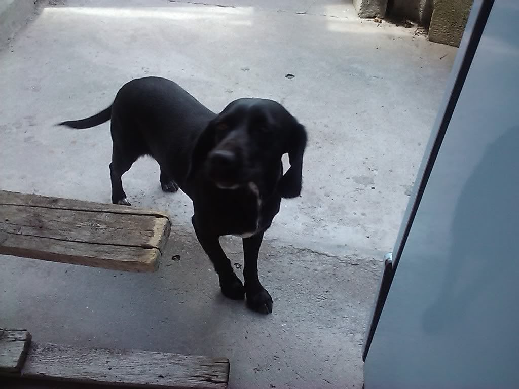 Las mascotas de mi vida Las mascotas de mi vida