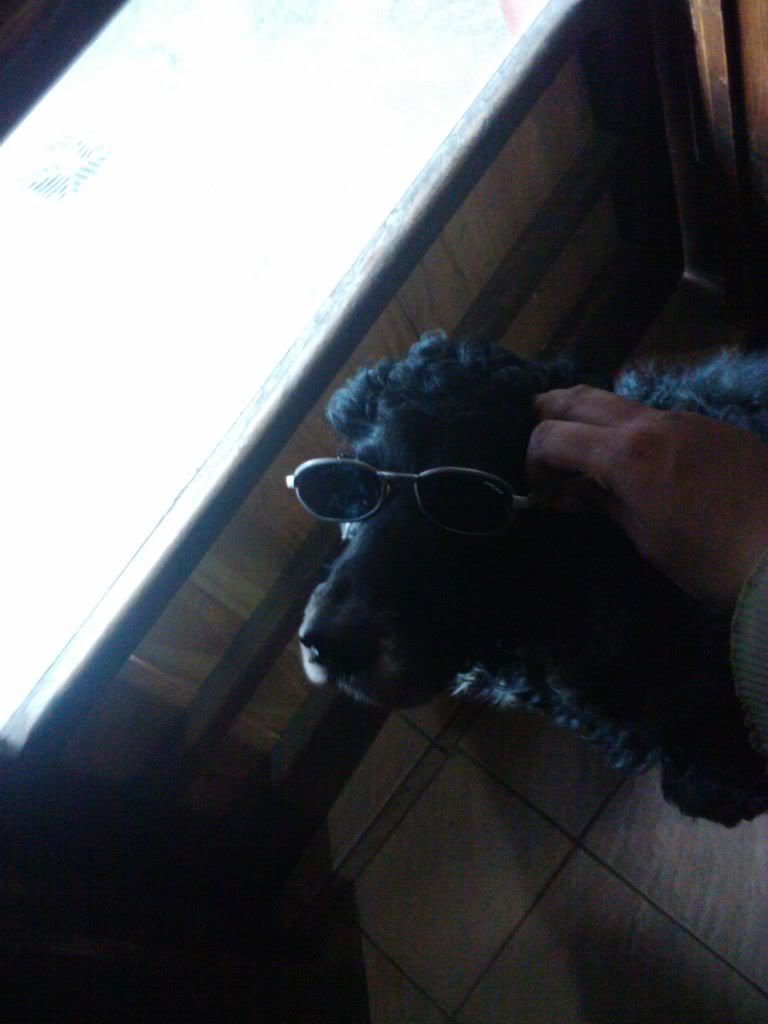 Las mascotas de mi vida Las mascotas de mi vida
