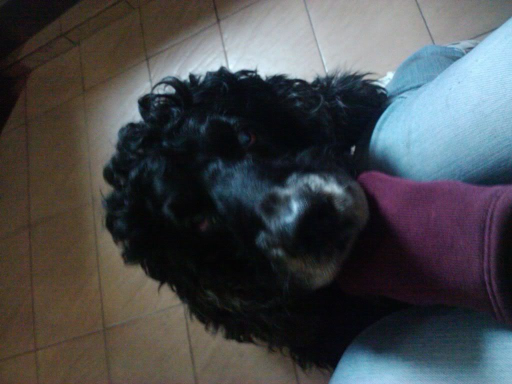 Las mascotas de mi vida Las mascotas de mi vida