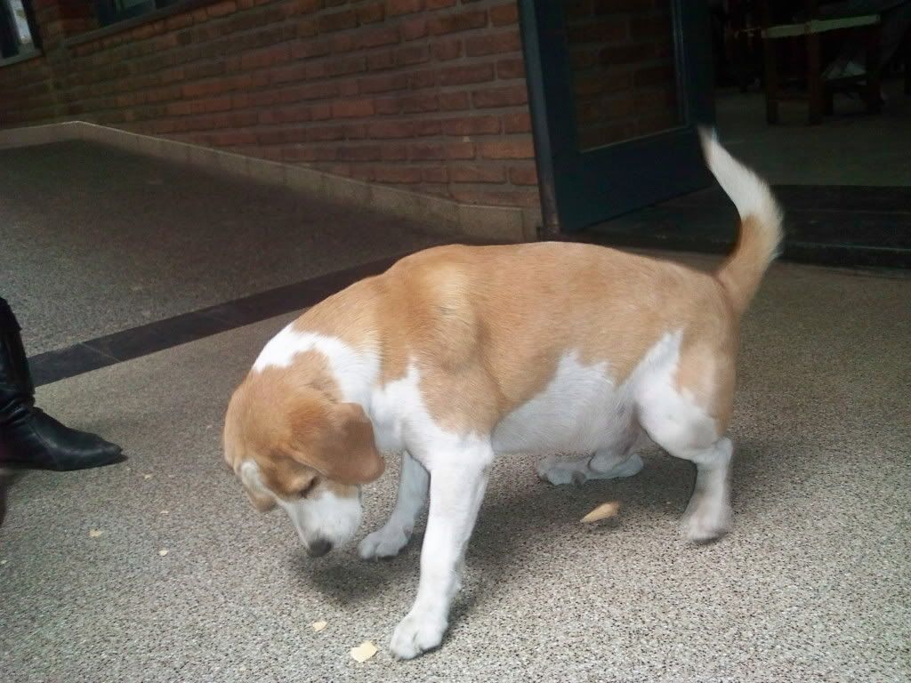 Las mascotas de mi vida Las mascotas de mi vida