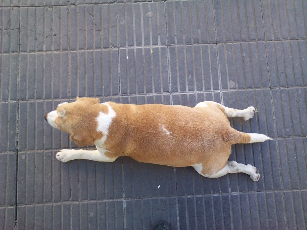 Las mascotas de mi vida Las mascotas de mi vida