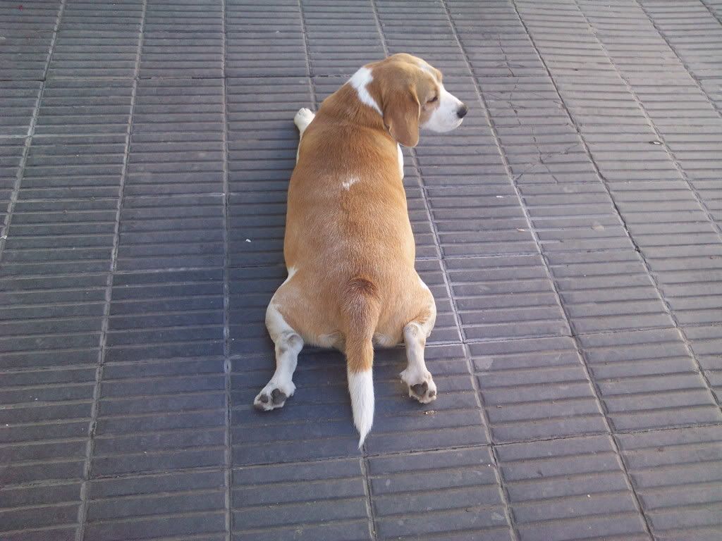 Las mascotas de mi vida Las mascotas de mi vida