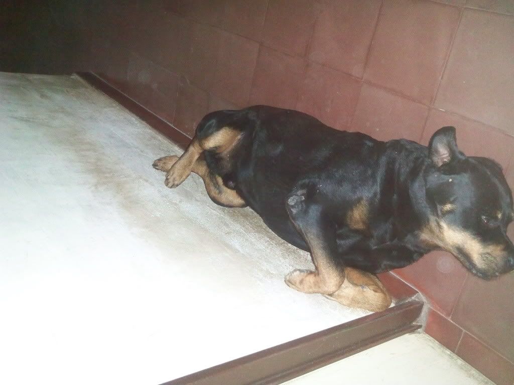 Las mascotas de mi vida Las mascotas de mi vida