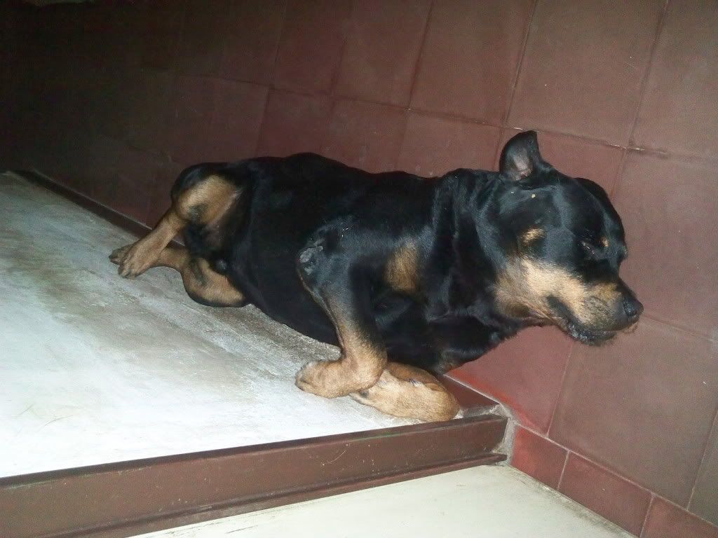 Las mascotas de mi vida Las mascotas de mi vida