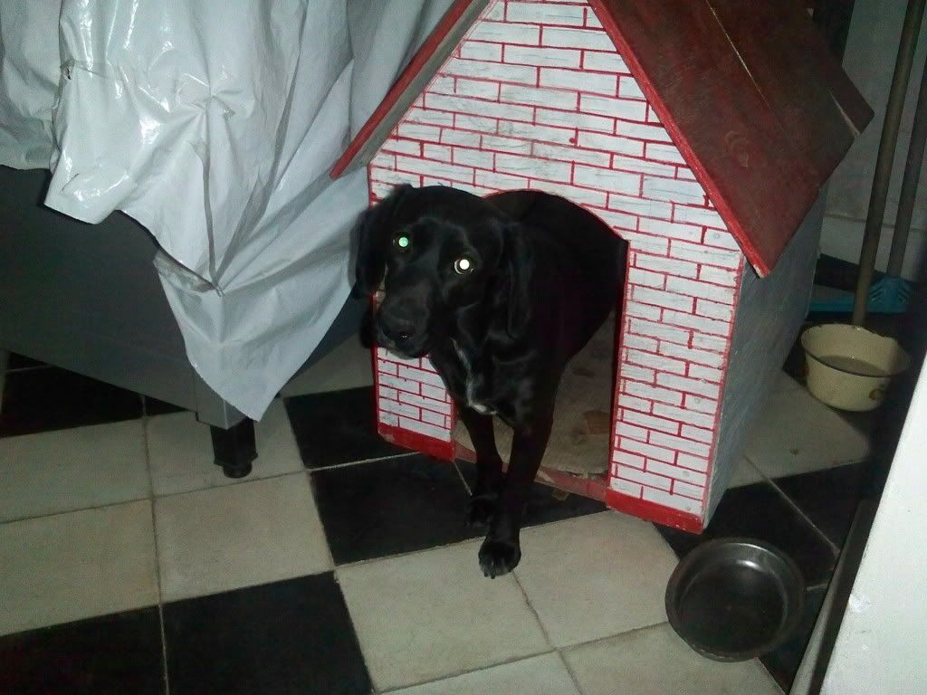 Las mascotas de mi vida Las mascotas de mi vida